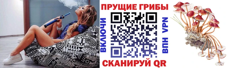 Купить закладки  Заводоуковск  Галлюциногенные грибы Cubensis 